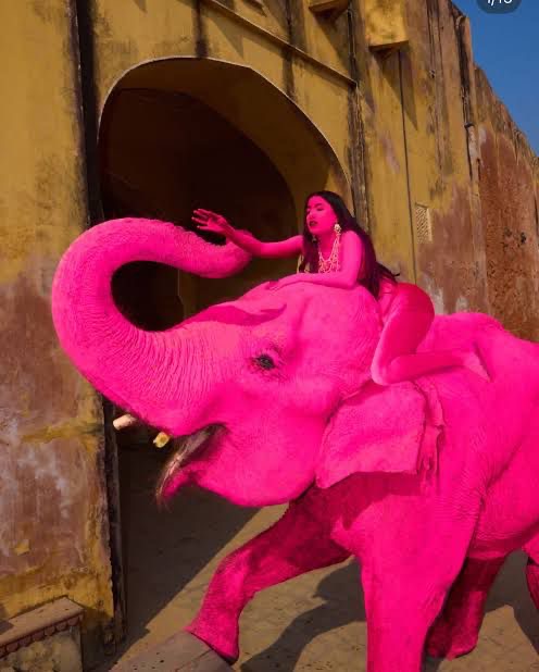 ELEFANTE PINTADO Y MUERTE DESATAN INDIGNACIÓN GLOBAL